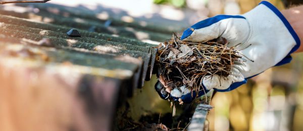 Pine Needle Gutter Cleaning in Chapel Hill
